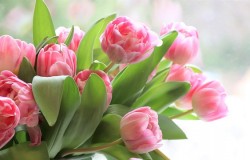 tulips-4026273_6401